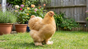 Lire la suite à propos de l’article La poule Pékin naine : la compagne idéale d&rsquo;un petit jardin urbain